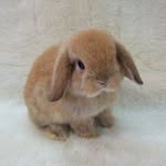 Founded By Olivia DeYoung - @justice4bugs - Instagram