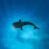 liv 🦕🦖🦈🐊🐋🌺 - @oliviadill01 - TikTok