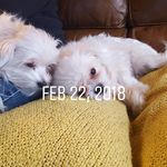 Olivia - @oliviadodge08 - Instagram