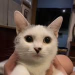Via 🐾🐱 - @olivia_.doll - Instagram