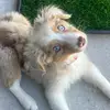 Bambi_theaussie🌸 - @olivia.drum3 - TikTok