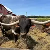olivia - @oliviaevers8 - TikTok