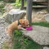 Olivia_ferri🐶 - @olivia_ferri - TikTok