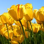 Olivia Ferro - Facebook