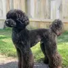 oliviafredericks7 - @oliviafredericks7 - TikTok