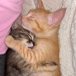 Garfield & Olivia - @garfield.olivia - Instagram
