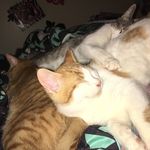 Garfield Olivia Pally - @garfieldoliviapally - Instagram