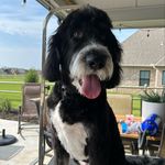 Olivia Gaunt - @oliviasmobilegrooming - Instagram