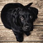 Olivia Gaunt - @petsofficialofday - Instagram