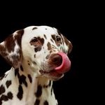 Olivia Gaunt - @puppy__funny__mix - Instagram