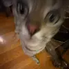 Olivegarden - @oliviagerber8 - TikTok