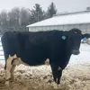 Olivia Gilde - @olivia.gilde - TikTok