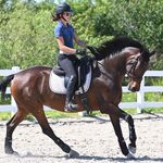 Olivia Gildea - @oliviagildeadressage - Instagram