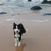Olivia Gildea/Kara the collie - @oliviagildea - TikTok