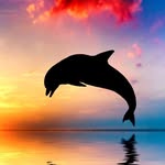 Olivia Groth - @dolphinloverslikeme - Instagram