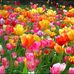 Olivia Gulley - Facebook