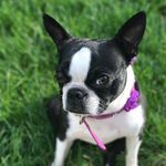 Olivia Steele-Haak - @alien_nugget_ - Instagram