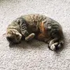 Olivia  Jane  Halverson - @oliva.com - TikTok