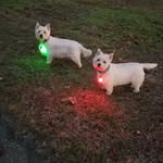 OLIVIA_HARLEY_WESTIE - @olivia_harley_westie - Instagram