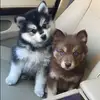 Olivia_Hinton - @olivia_hinton - TikTok