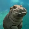 Olivia - @olivia_hippo - TikTok