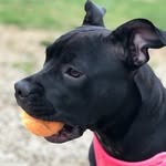 Olivia Inman - @olivia_thepit - Instagram