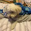 oliviajasper20 - @olive_garden7 - TikTok