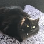 Olivia Jeffery - @_onyx_and_friends_backup_ - Instagram