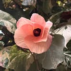 Olivia Jung - Facebook