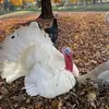 Olivia Myers Karroll - @olivia.myers.karr - TikTok