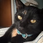Olivia - @oliviakittycat1 - Instagram