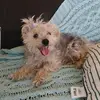 Olivia_guau🐕♥️ - @olivialamaslinda - TikTok