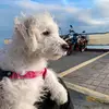 olivia_lamasperra - @olivialamasperra7 - TikTok