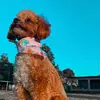 olivia - @olivialamashermosa - TikTok