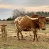 OliviaLedbetter - @olivia_ledbetter - TikTok