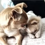 Lemon&Olivia-Chihuahua - @lemon_and_olivia - Instagram
