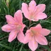 Olivia Limon - @olivia.limon72 - TikTok