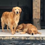 Olivia & Lincoln - @golden__ours - Instagram