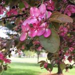 Olivia Lindstrom - @poet_ry_please - Instagram
