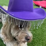 Olivia Longley - @olivia_dancer_puppies - Instagram