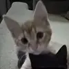 olivia - @olivialowman77 - TikTok