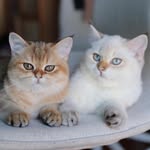 3 British Shorthairs - @olivia.luca.julieta - Instagram
