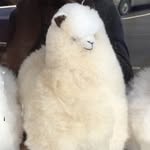 Olivia Lyons - @liv_kitty_pie - Instagram