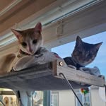 Oliver Pumpkin and Olivia Maple - @pumpkin.maple.syrup - Instagram
