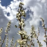 olivia / maple - @nurturingthewild - Instagram