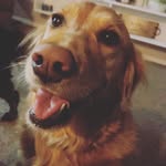 Olivia and Maple - @maple_dog6345 - Instagram