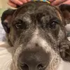 Olivia Maple109 - @jd.baby.adoptme - TikTok
