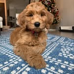Olivia Maple Gonzalez - @the_omg_doodle - Instagram