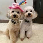 Ollie Olivia and Maple Bacon - @ollieandmaplebacon - Instagram