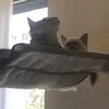 Olivia and marko the cats 🥰 - @oliviaandmarko - TikTok